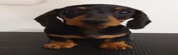 Teckel perros en venta: Teckel Kaninchen de pelo corto en La Coruña - Anuncio 2