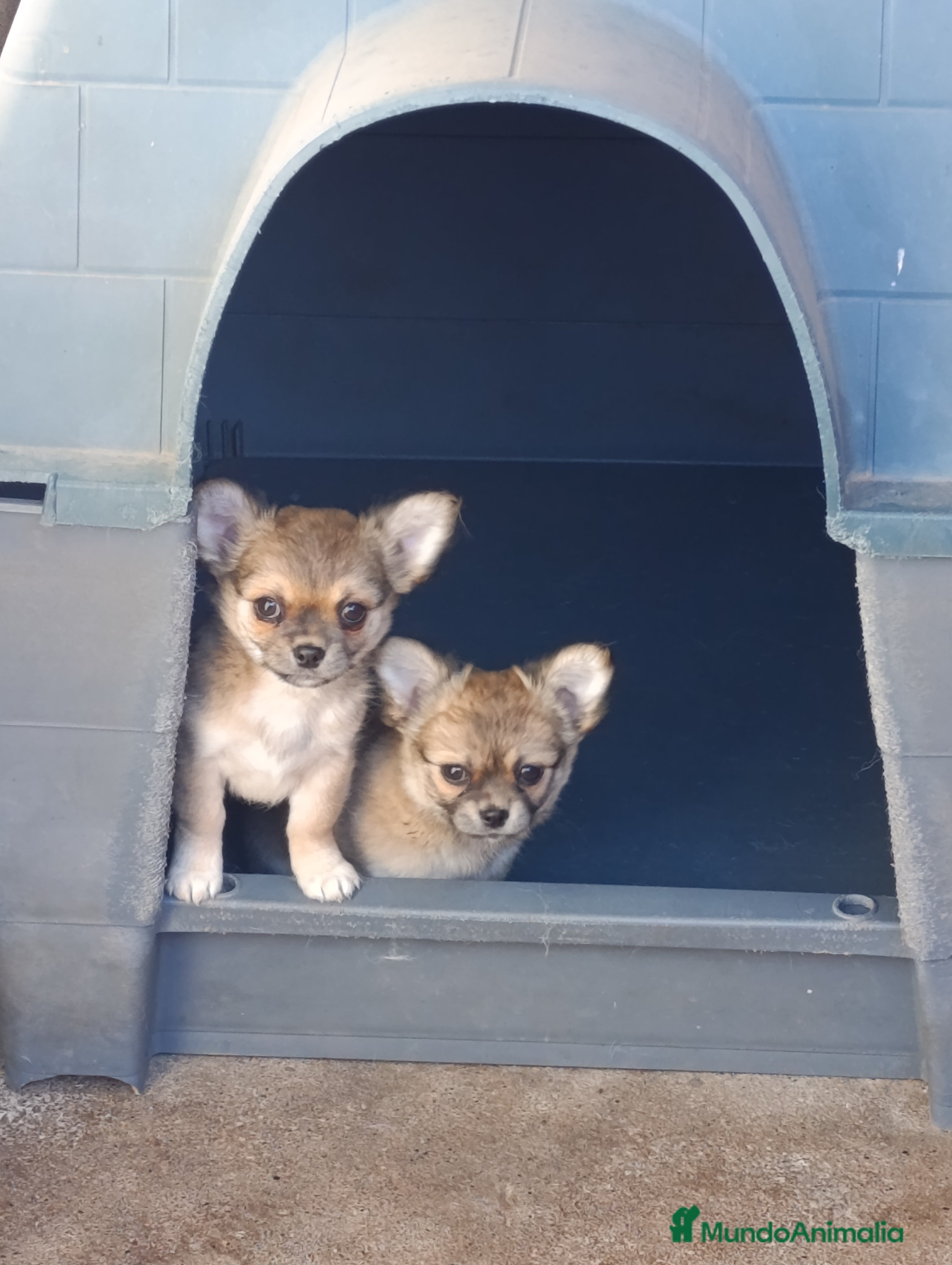 Chihuahua perros chihuahua pelo largo - Anuncio 1