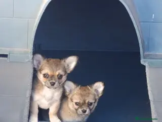 Chihuahua perros chihuahua pelo largo - Anuncio 26