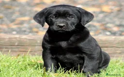 Labrador Retriever perros en venta: labrador negro  - Imagen 1