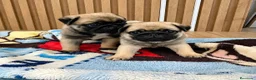 Carlino - Pug perros en venta: Cachorros de carlino - Anuncio 3