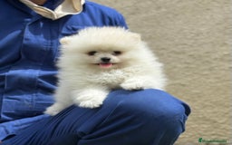 Pomerania perros en venta: Pomerania Miniatura, ejemplares blancos y crema - Imagen 1