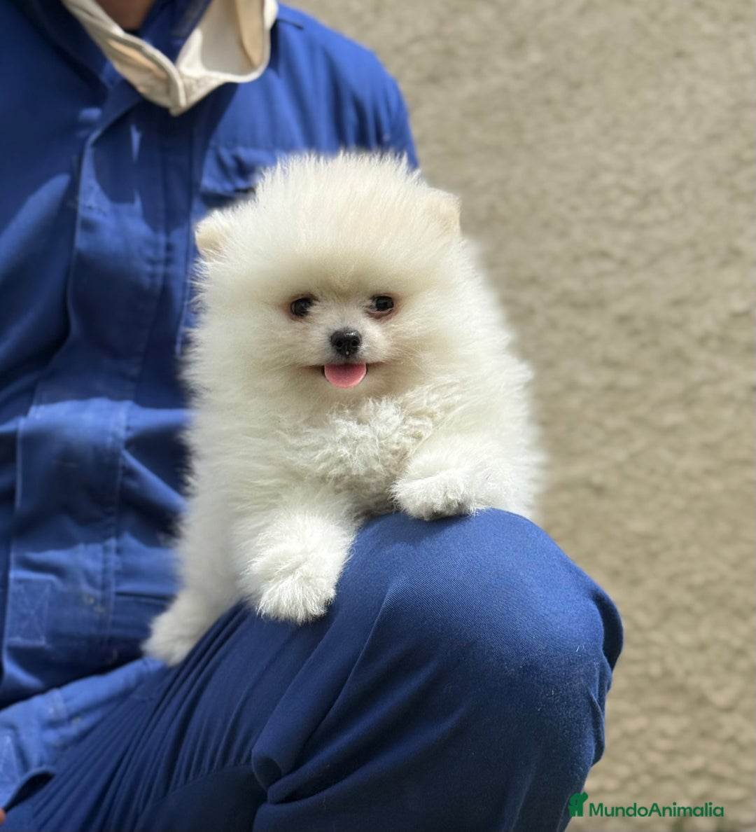 Pomerania perros en venta: Pomerania Miniatura, ejemplares blancos y crema - Imagen 1