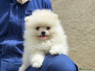 Pomerania perros - Anuncio 25