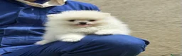 Pomerania perros en venta: Pomerania Miniatura Cachorros disponibles - Anuncio 1