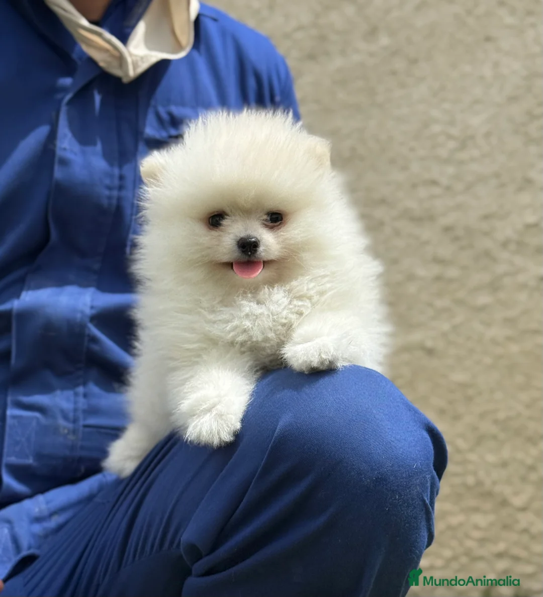 Pomerania perros en venta: Pomerania Miniatura Cachorros disponibles - Anuncio 1