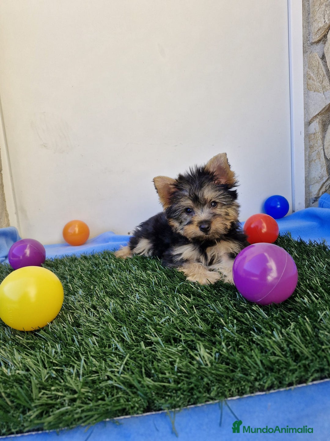 Yorkshire Terrier perros en venta: Yorkshire - Imagen 1