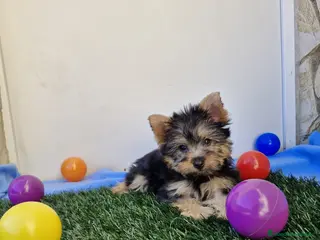 Yorkshire Terrier perros Yorkshire - Anuncio 17
