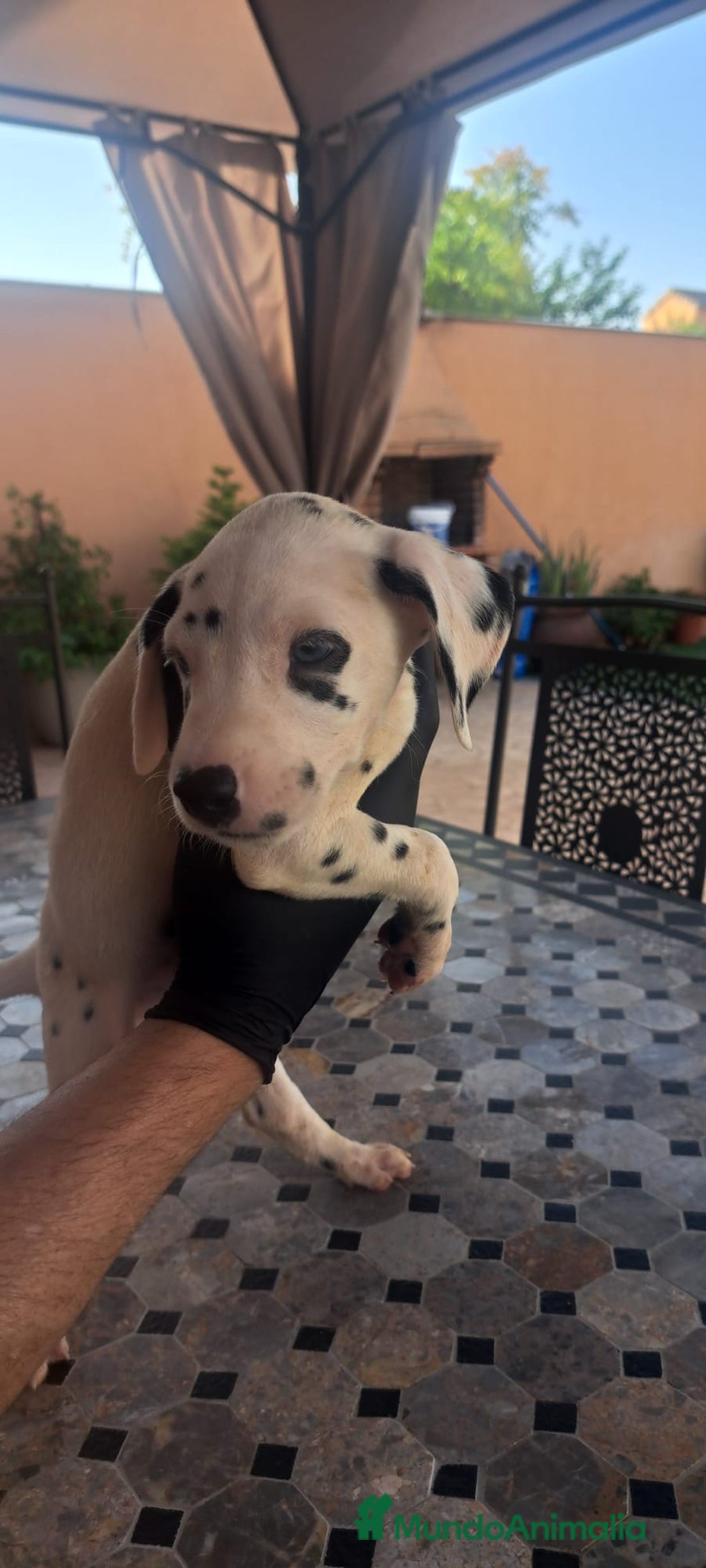 Dálmata perros en venta: Dálmata - Imagen 5
