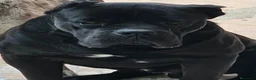 Cane Corso perros en venta: Cane corsos también merles - Anuncio 2