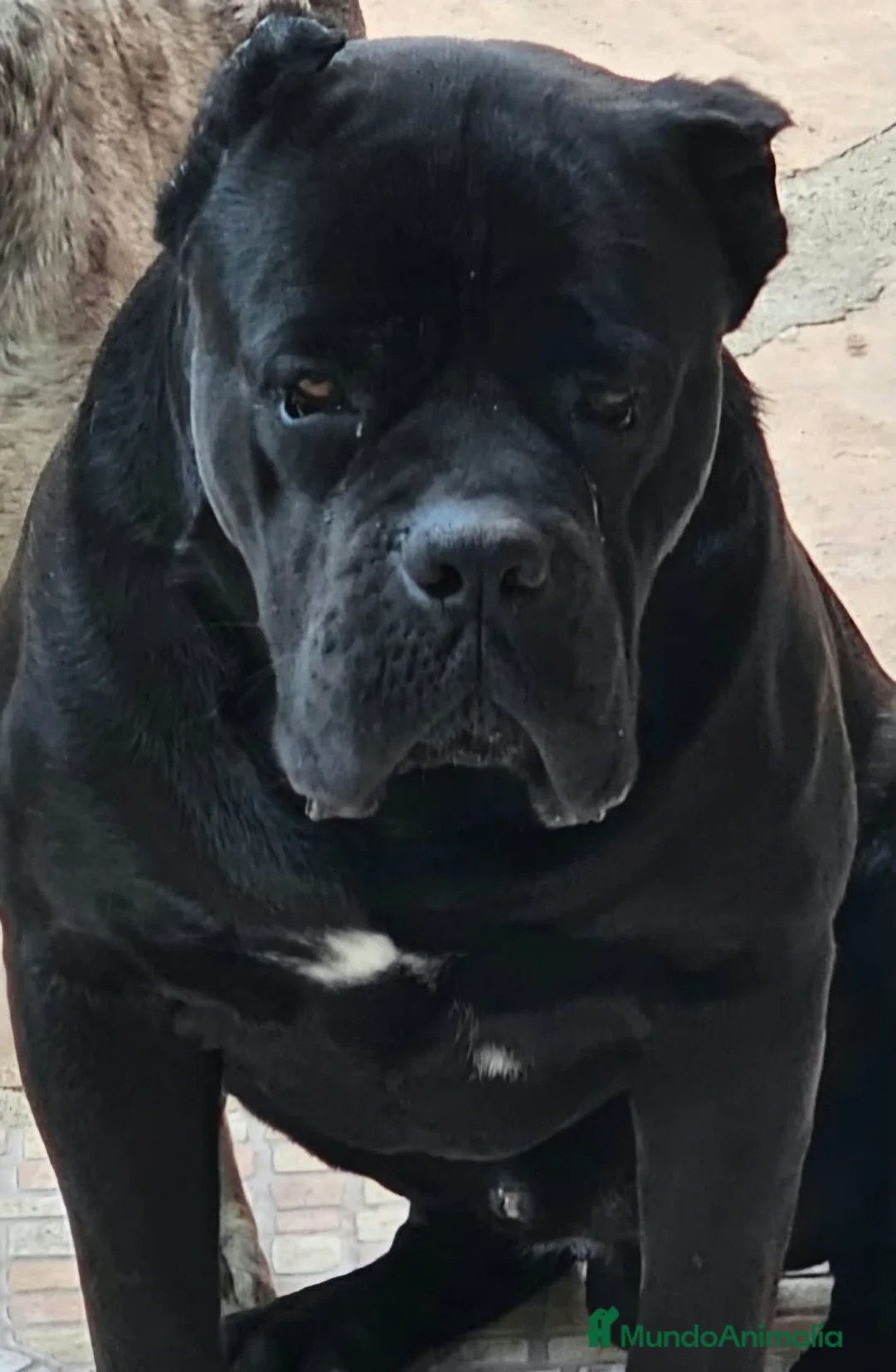 Cane Corso perros en venta: Cane corsos también merles - Anuncio 2