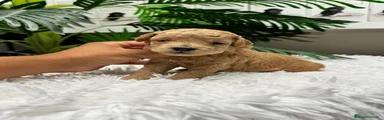 Caniche Enano 4