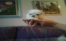 Bichón Maltés perros en venta: Bichón maltés hembra miniatura  - Imagen 1