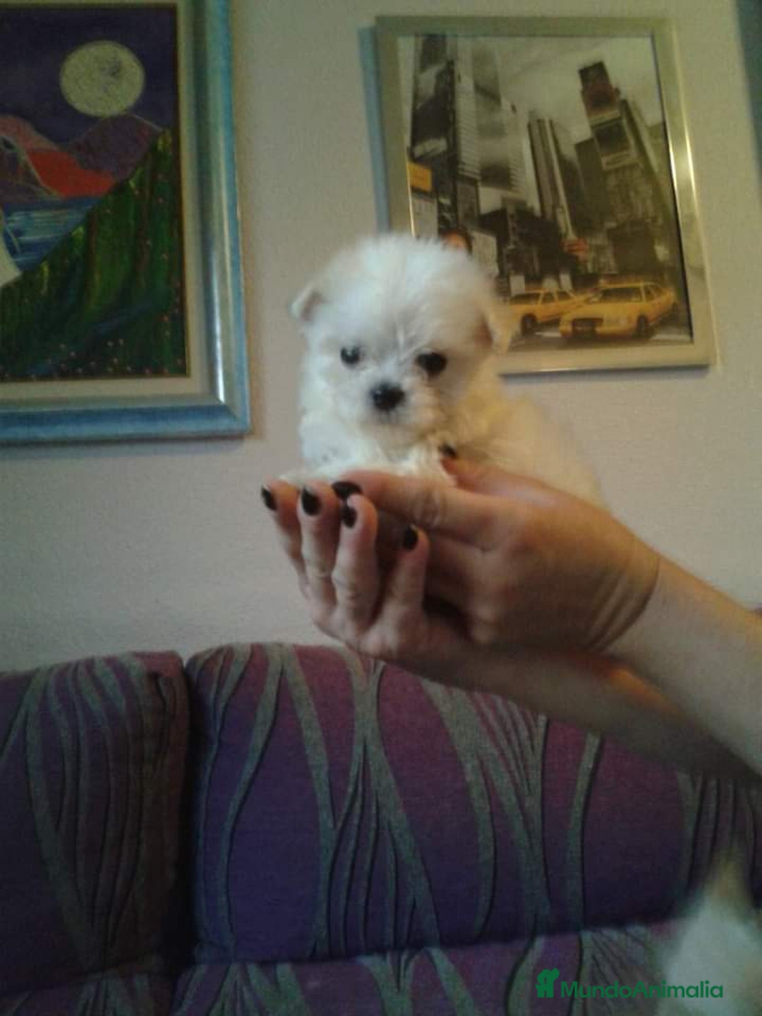 Bichón Maltés perros en venta: Bichón maltés hembra miniatura  - Imagen 1