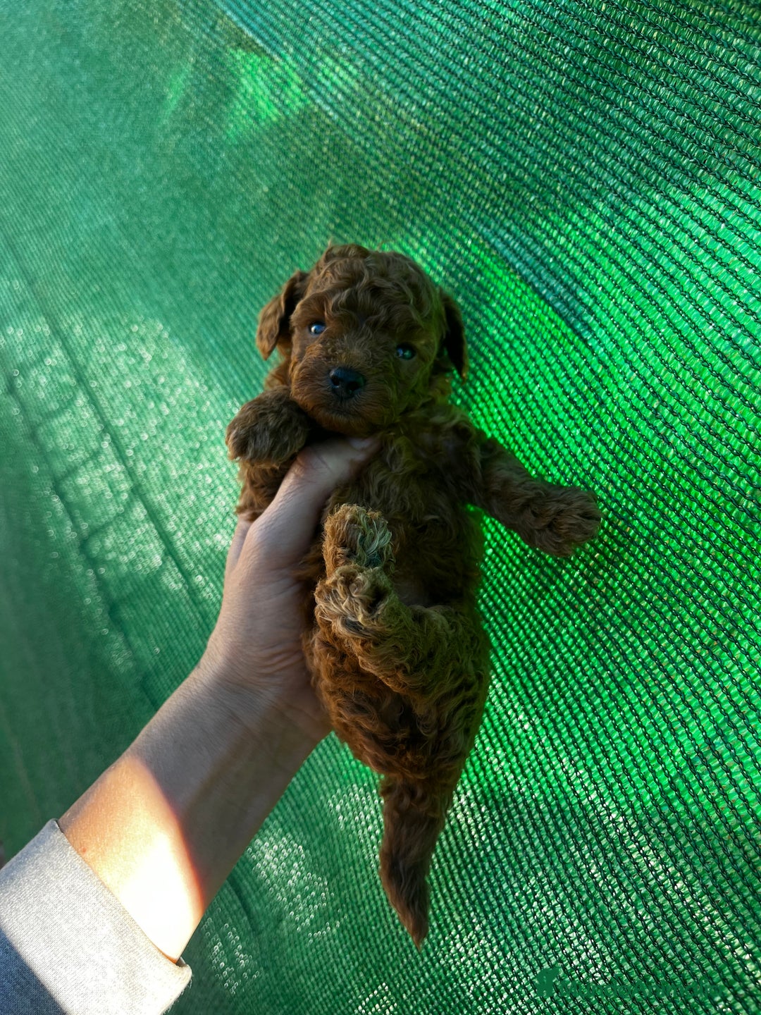 Caniche Toy perros en venta: Caniche micro toy  - Imagen 7