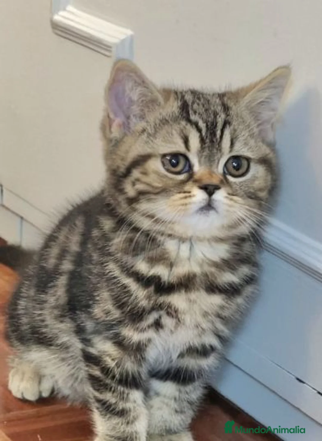Británico de Pelo Corto gatos en venta: Gatos British Shortair - Anuncio 5