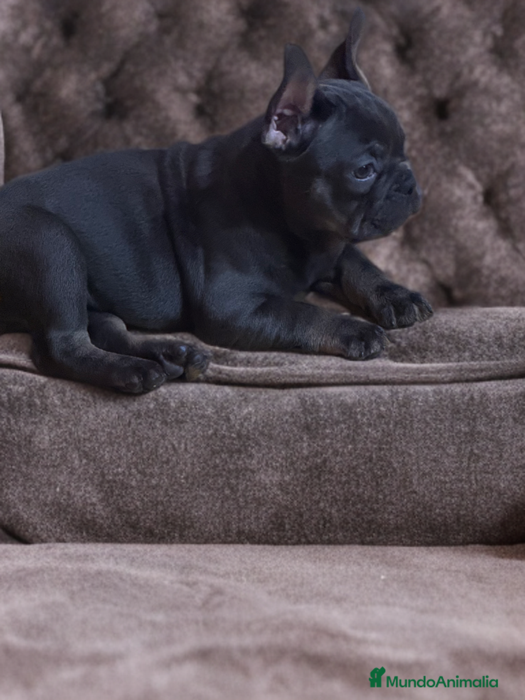 Bulldog Francés perros en venta: Hembra Blue Tan Bulldog Francés Exótico  - Anuncio 2