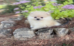 Pomerania perros en venta: Pomerania listos para entregar!!! - Imagen 5