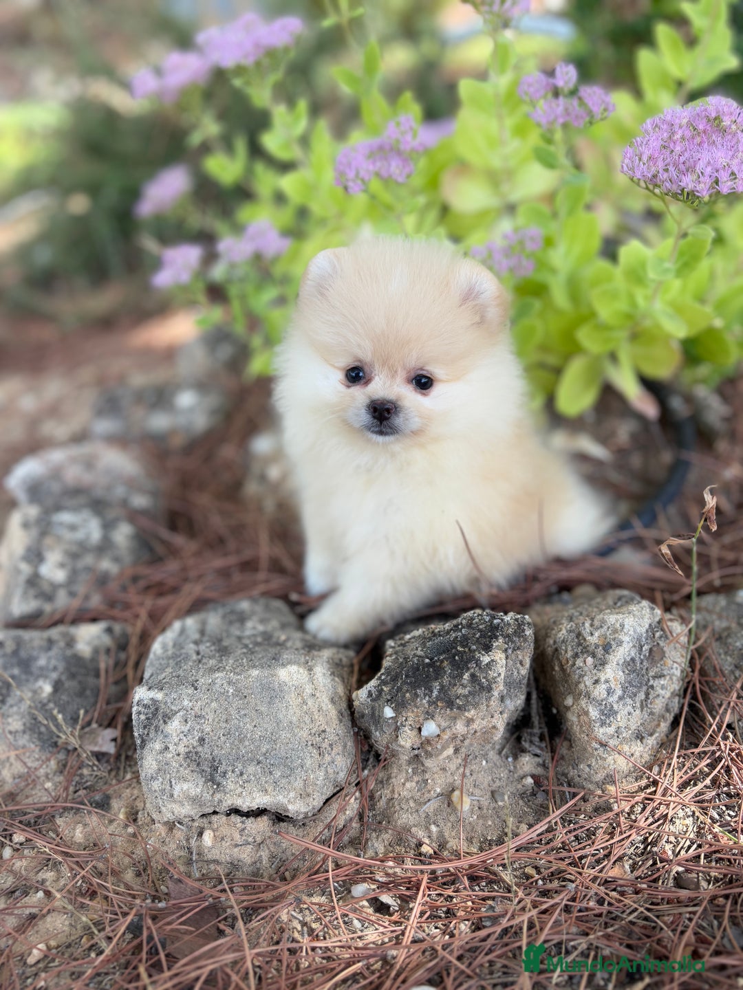 Pomerania perros en venta: Pomerania listos para entregar!!! - Imagen 5