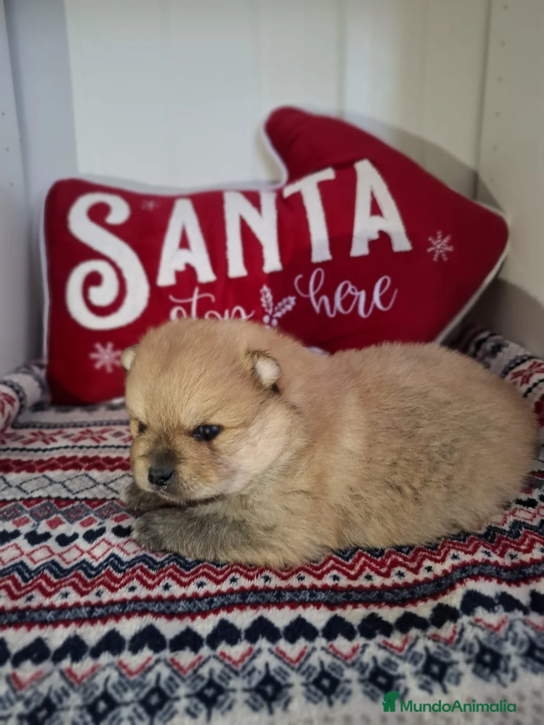 Pomerania perros en venta: POMERANIA - Anuncio 1
