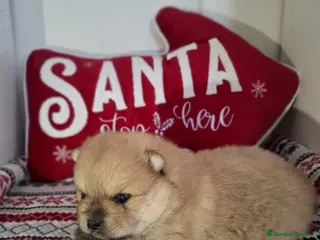 Pomerania perros POMERANIA - Anuncio 3