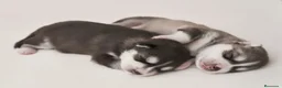 Husky Siberiano perros en venta: ‼️‼️husky siberianos importados de rusia  - Anuncio 3