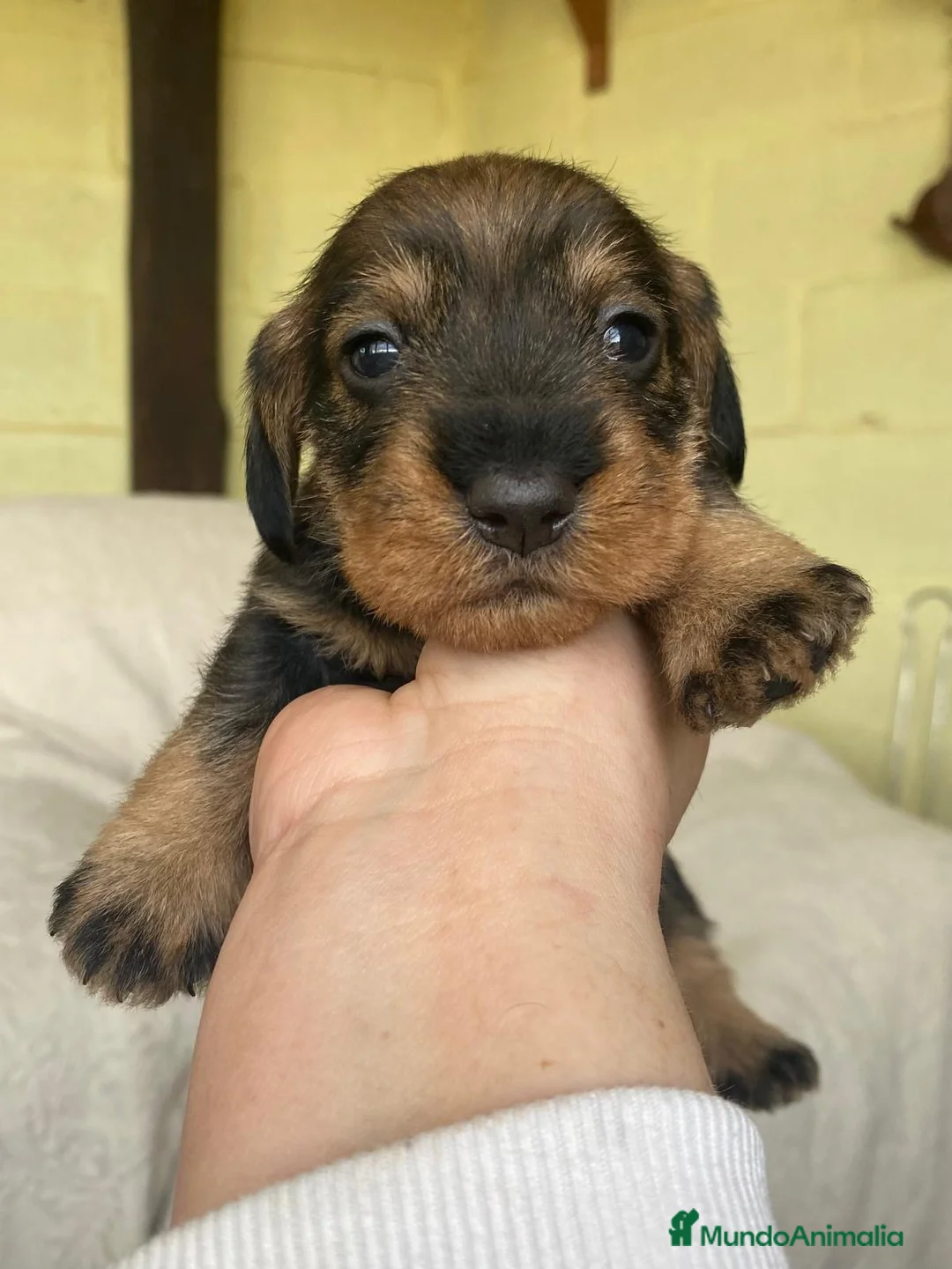 Teckel perros en venta: Teckel pelo duro  - Anuncio 1