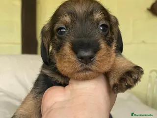 Teckel perros Teckel pelo duro - Anuncio 2