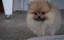 Pomerania perros en venta: 🔥 Sparky – Pomerania Mini Toy rojo 🐾 - Imagen 3