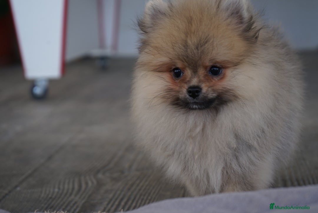 Pomerania perros en venta: 🔥 Sparky – Pomerania Mini Toy rojo 🐾 - Imagen 3