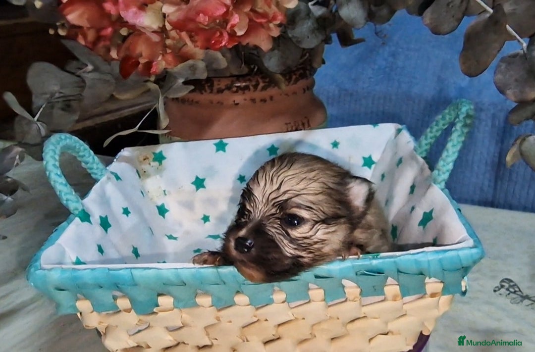 Pomerania perros en venta: Pomeranias toy - Imagen 3