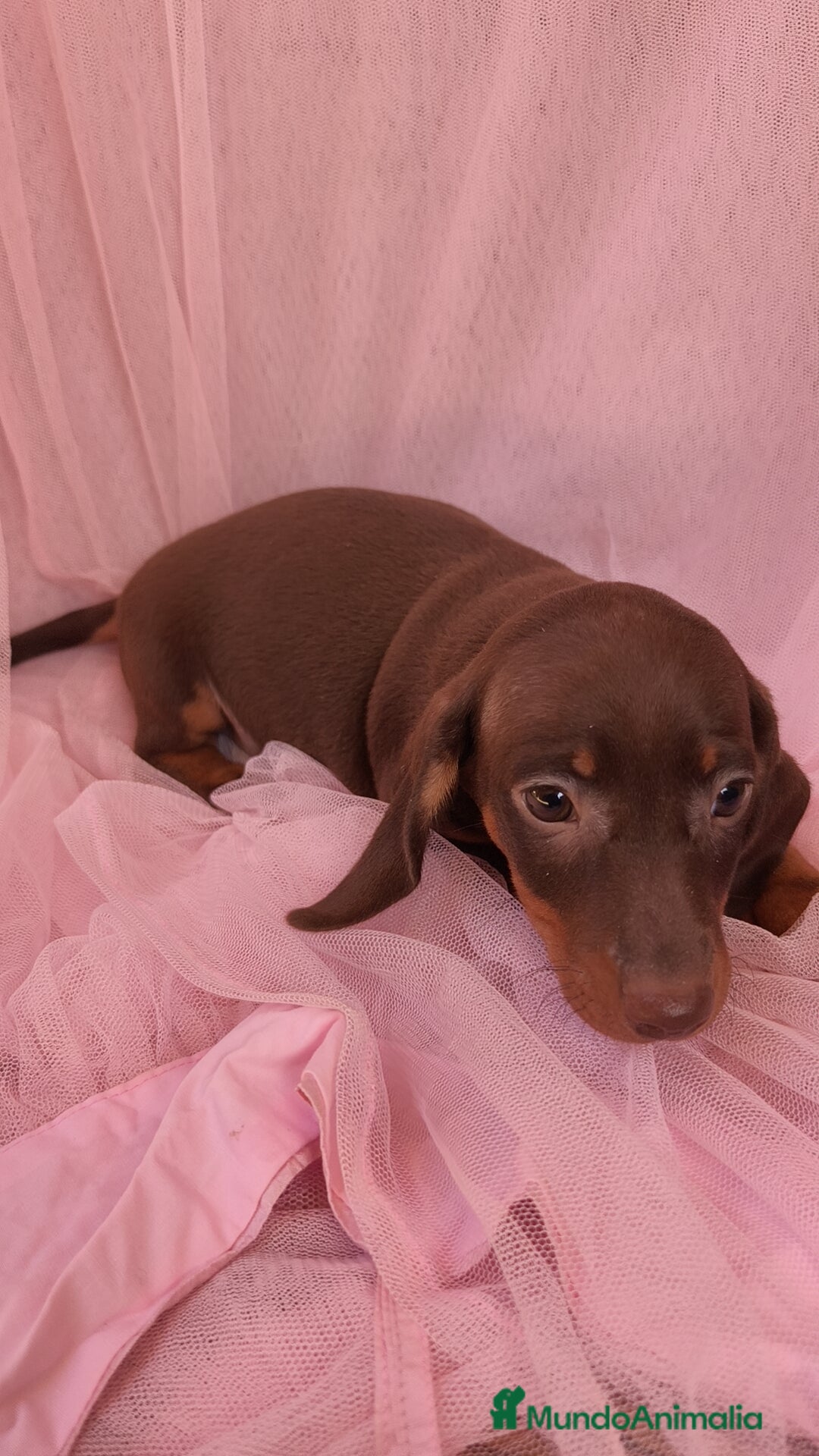 Teckel Miniatura perros en venta: Teckel Kanichen hembra chocolate 🍫 - Imagen 3