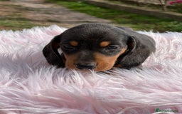 Teckel Miniatura perros en venta: Teckel miniatura  - Imagen 4