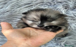 Pomerania perros en venta: Pomerania  - Imagen 4