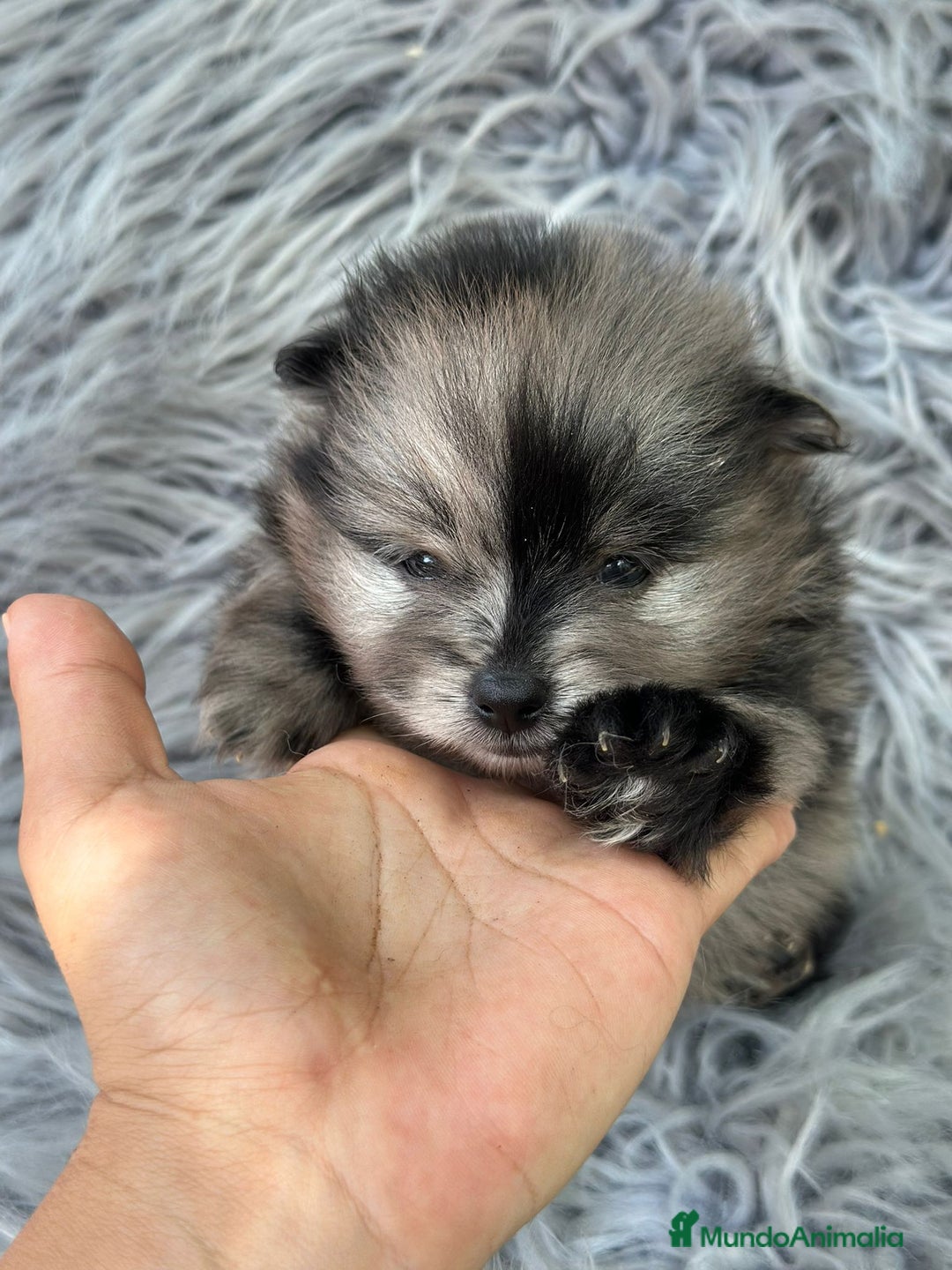 Pomerania perros en venta: Pomerania  - Imagen 4