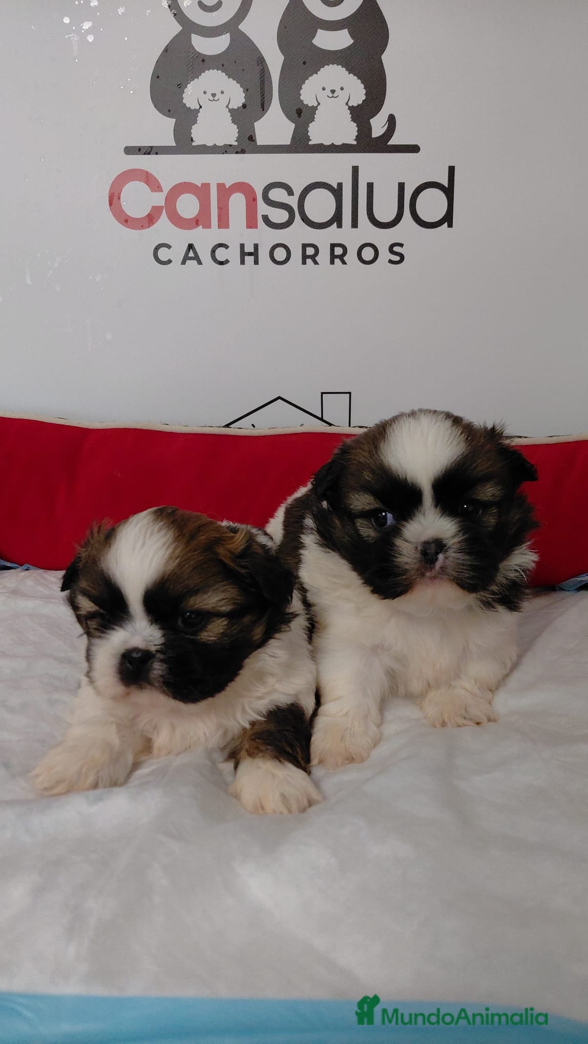 Shih Tzu perros shih tzu - Anuncio 3
