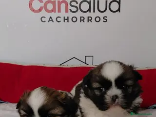 Shih Tzu perros shih tzu - Anuncio 2
