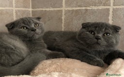 Scottish Fold gatos en venta: GATITOS SCOTTISH FOLD - Imagen 2