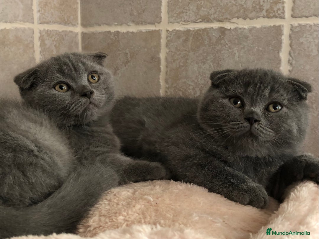 Scottish Fold gatos en venta: GATITOS SCOTTISH FOLD - Imagen 2