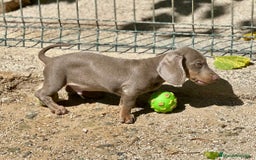 Teckel Miniatura perros en venta: TECKEL MINIATURA DISPONIBLES - Imagen 11