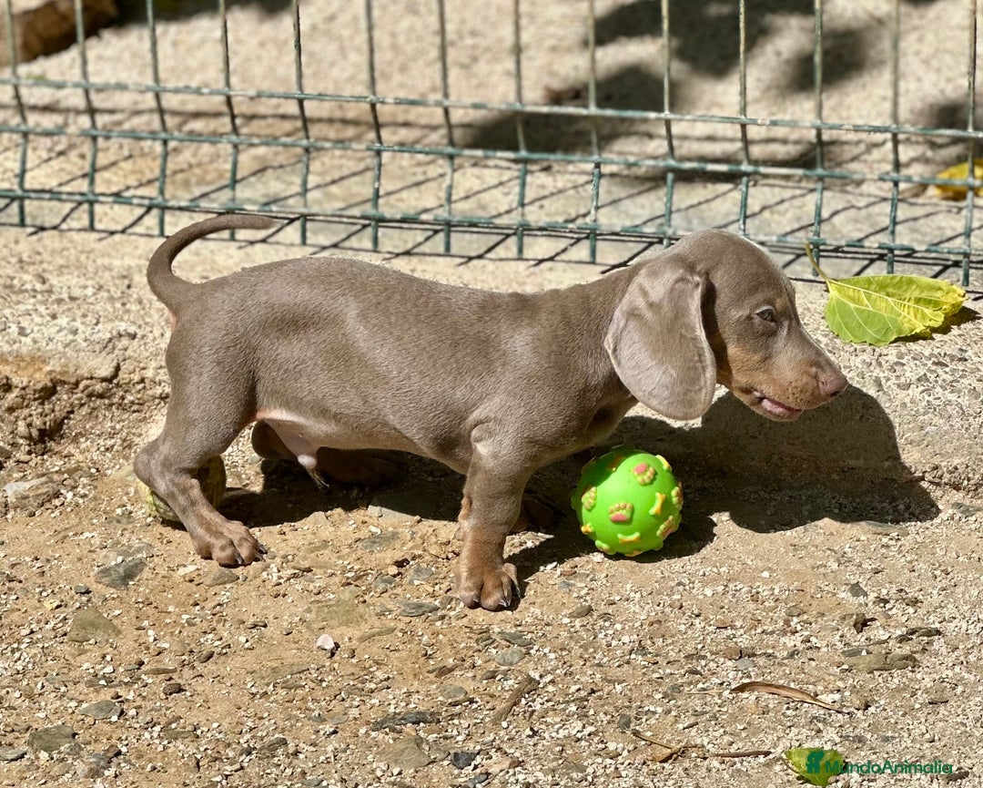 Teckel Miniatura perros en venta: TECKEL MINIATURA DISPONIBLES - Imagen 11