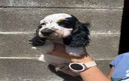 Cocker Spaniel Inglés perros en venta: Cocker inglés  - Imagen 4