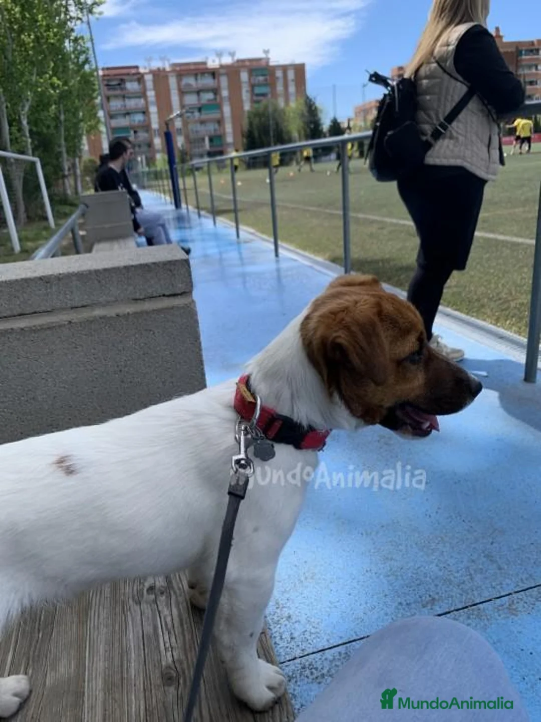 Imagen de galería {{count}}