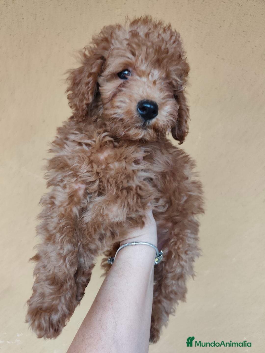Caniche Enano perros en venta: OPORTUNIDAD  - Imagen 6