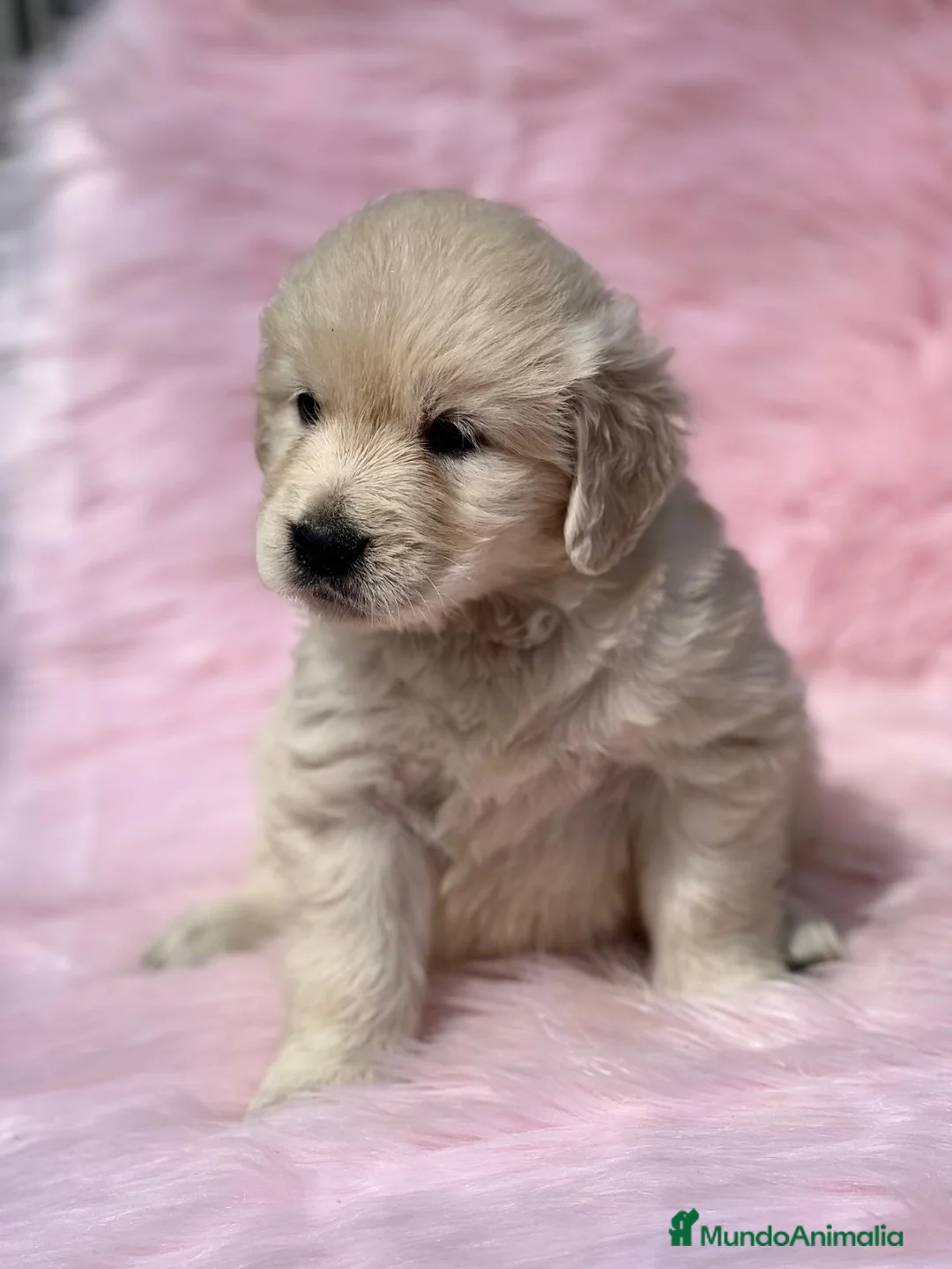 Golden Retriever perros en venta: GOLDEN RETRIEVER HEMBRA en Barcelona - Anuncio 4