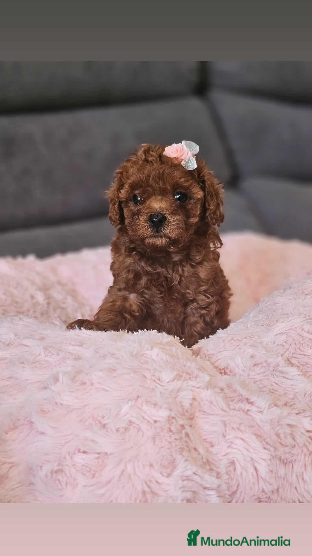 Caniche Toy perros Hembrita asiática  - Anuncio 30