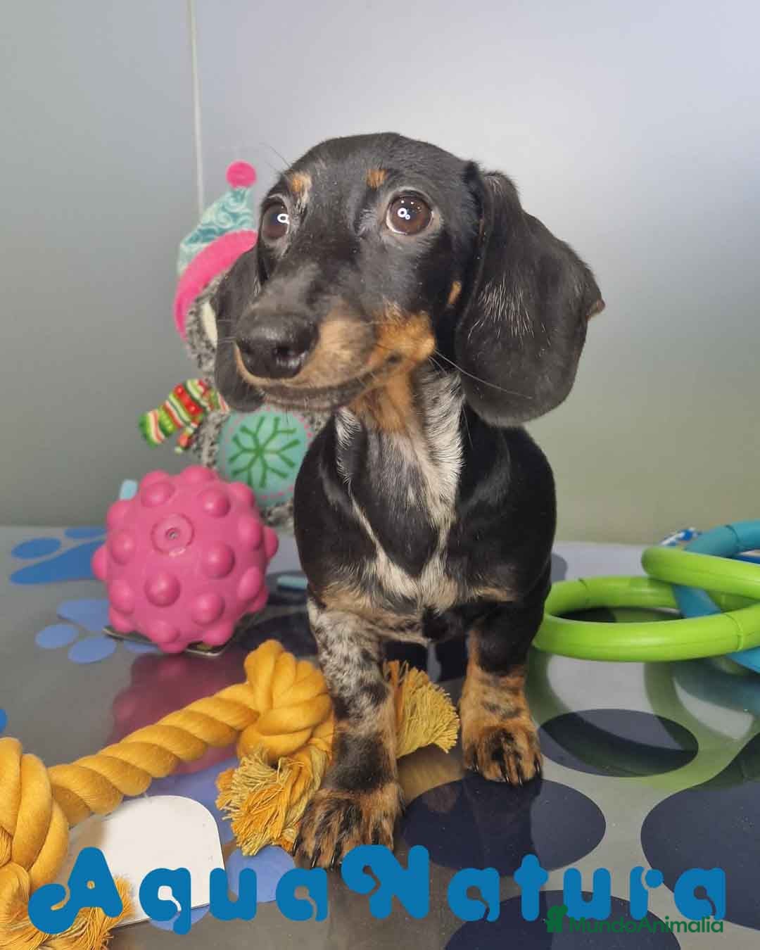 Teckel Miniatura perros Teckel Macho de Tiana y Tilo 4490 AQUANATURA - Anuncio 3