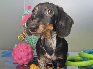 Teckel Miniatura perros Teckel Macho de Tiana y Tilo 4490 AQUANATURA - Anuncio 5