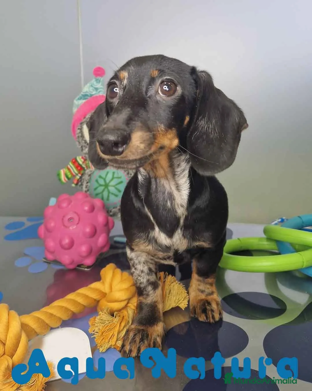 Teckel Miniatura perros en venta: Teckel Macho de Tiana y Tilo 4490 AQUANATURA - Anuncio 1