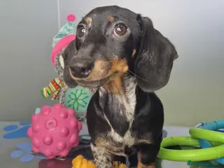 Teckel Miniatura perros Teckel Macho de Tiana y Tilo 4490 AQUANATURA - Anuncio 12